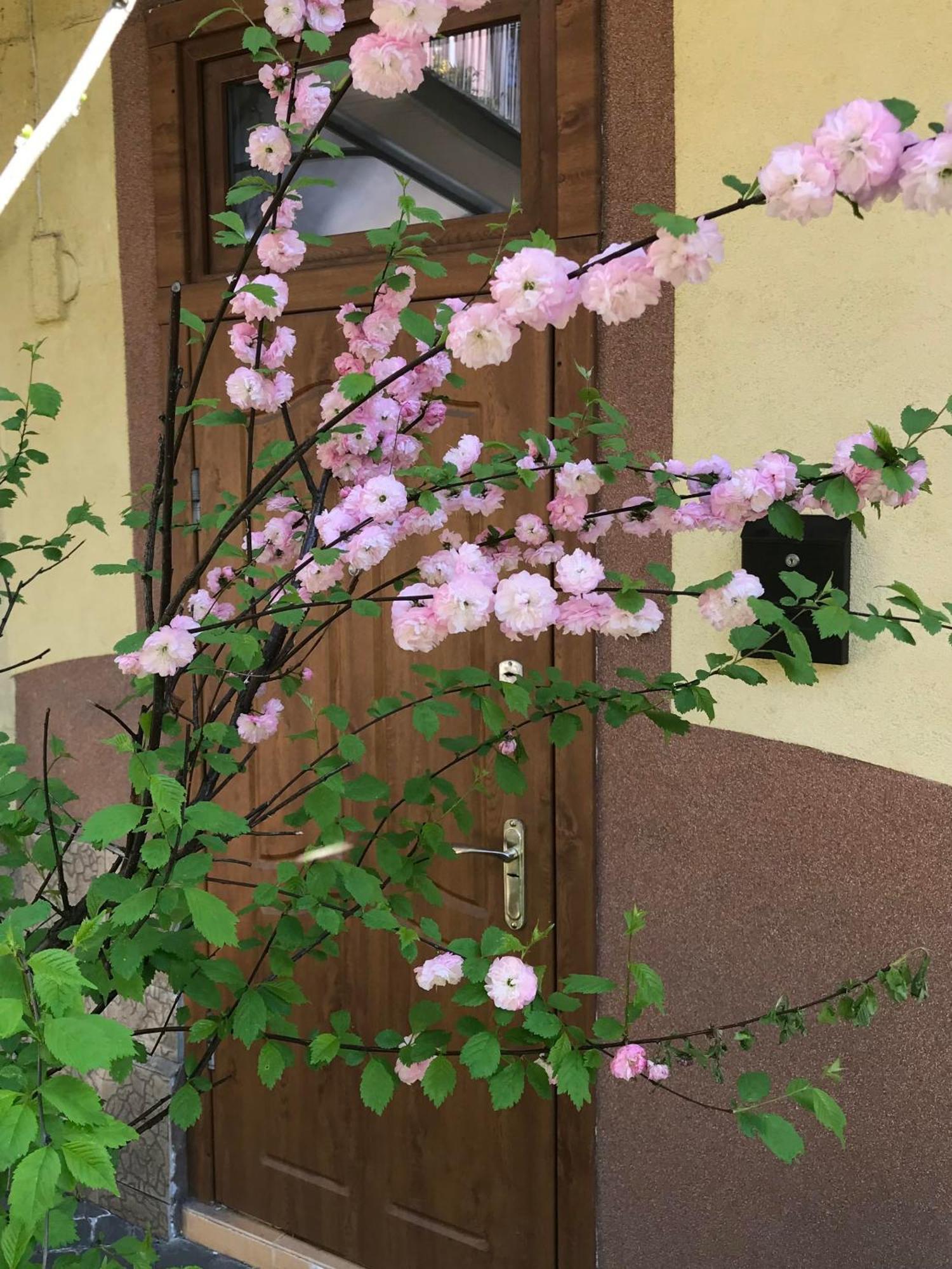Lviv-centre Gorodotska 44 * إلفيف